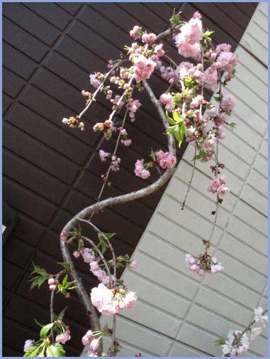 八重しだれ桜。.jpg