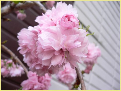 八重しだれ桜。。.jpg