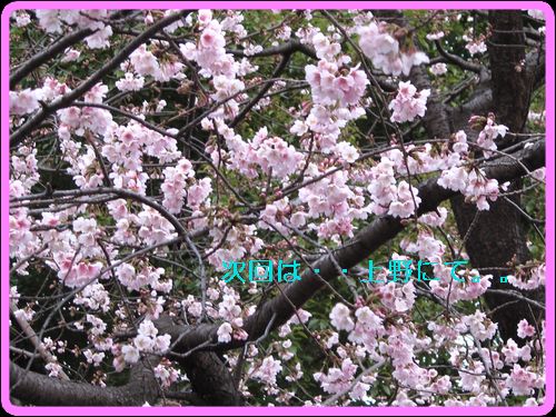 桜。。咲く・・・。.jpg
